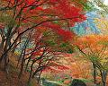 Nature (44)
